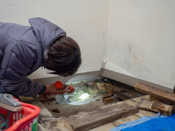 Best Environmental Consulting for Mold Prevention  in Navajo, NM
